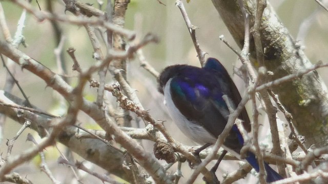 Eastern Violet-backed Sunbird - ML492708531