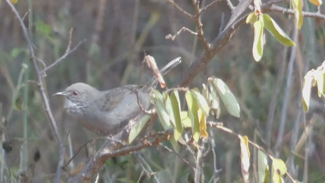 Gray Wren-Warbler - ML492708571