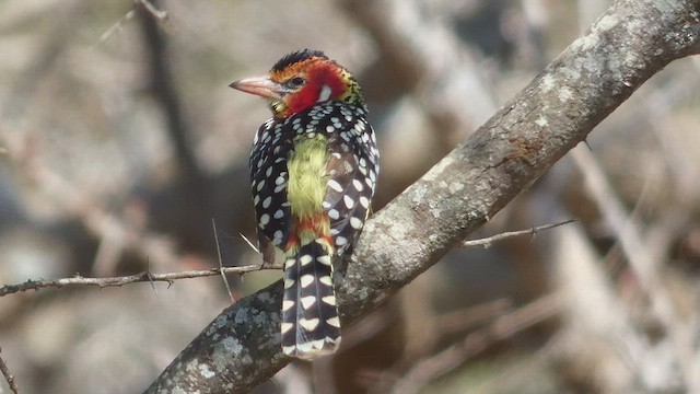 Flammenkopf-Bartvogel - ML492708761