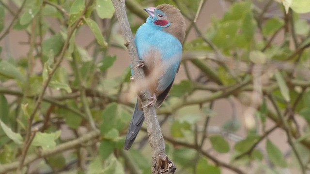 Red-cheeked Cordonbleu - ML492708771