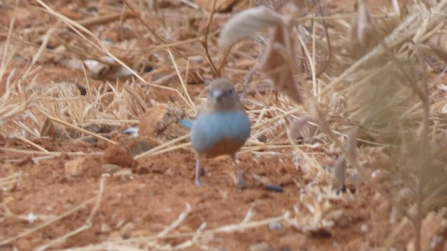 Red-cheeked Cordonbleu - ML492708781