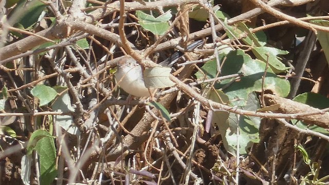 Red-fronted Prinia - ML492708861