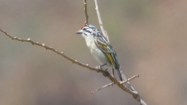 Northern Red-fronted Tinkerbird - ML492708911