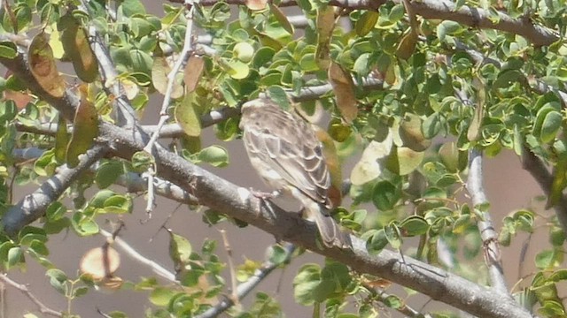 Serin de Reichenow - ML492709001