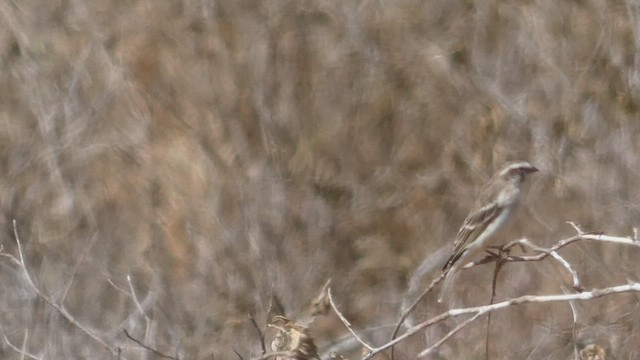 Serin de Reichenow - ML492709011