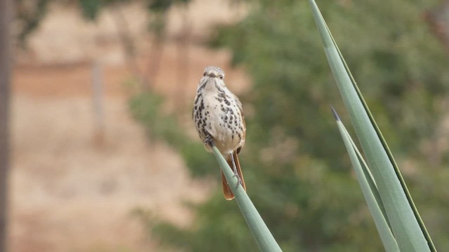 Spotted Morning-Thrush - ML492709121