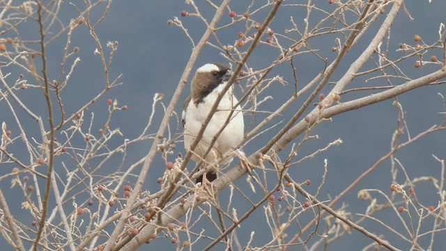 White-browed Sparrow-Weaver - ML492709361