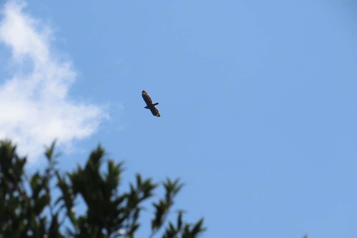 Филиппинский змееяд - ML492709481