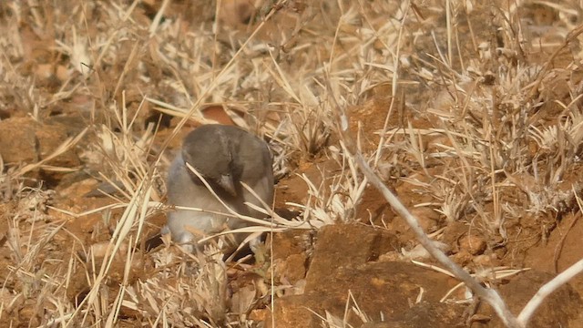 Yellow-spotted Bush Sparrow - ML492709551