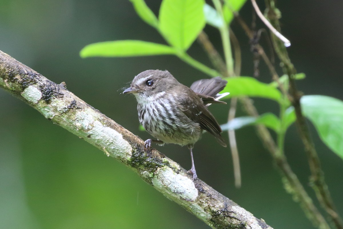 Fiji Streaked Fantail - Richard Fuller