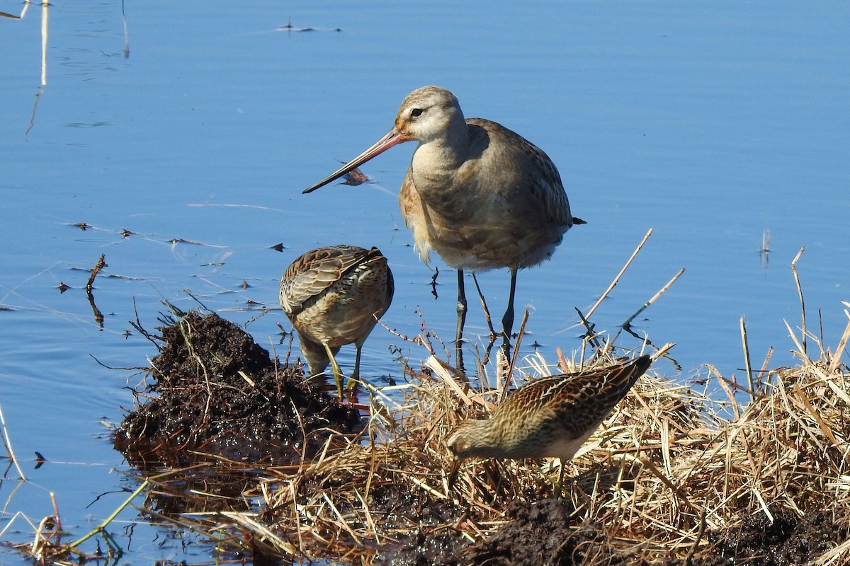Hudsonian Godwit - David  Clark