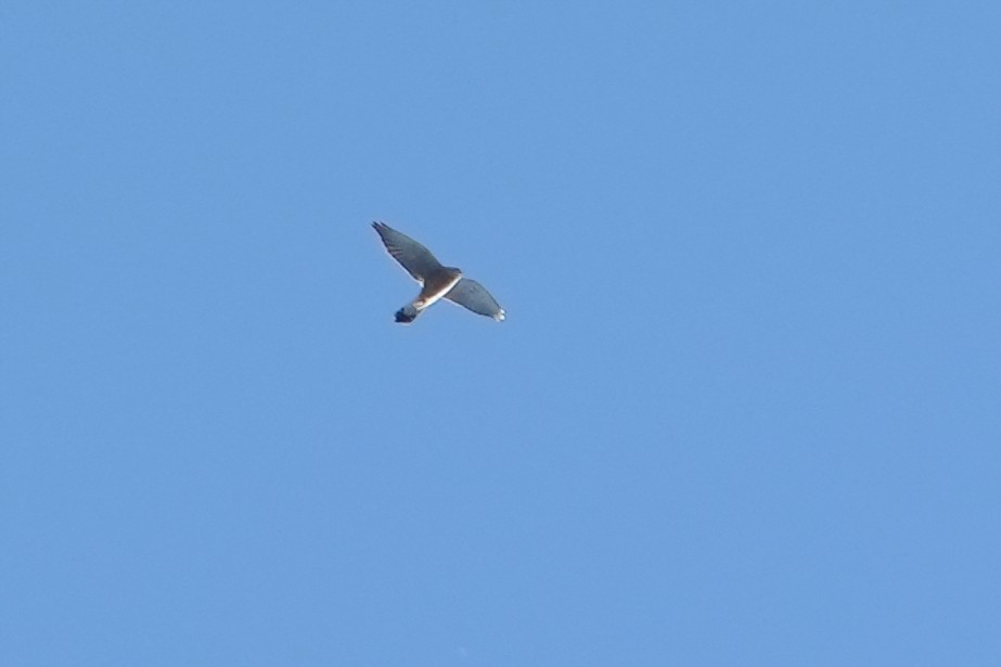 Lesser Kestrel - ML492711001