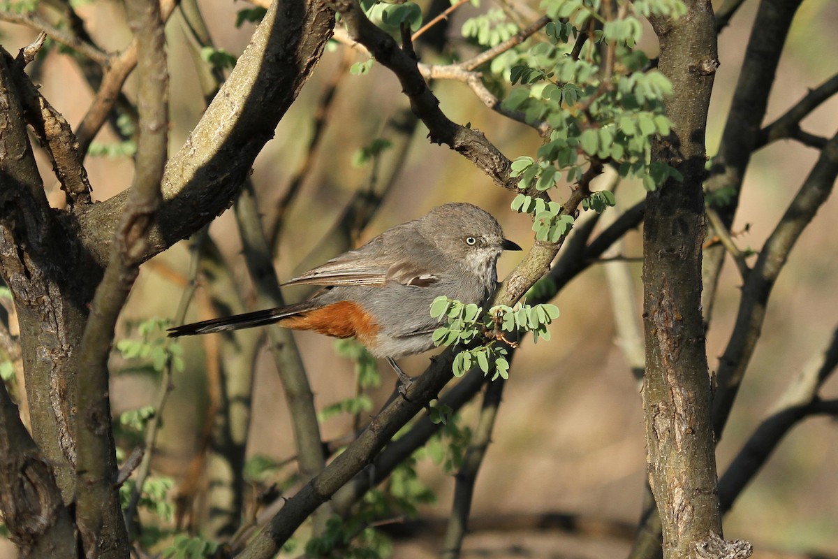 Chestnut-vented Warbler - Margot Oorebeek