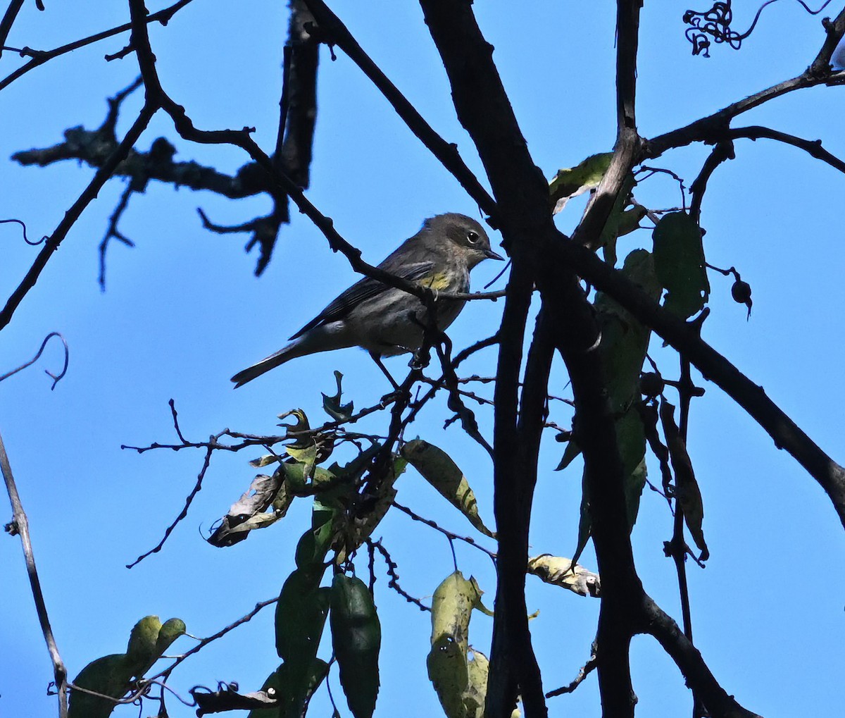 Yellow-rumped Warbler - ML492711631