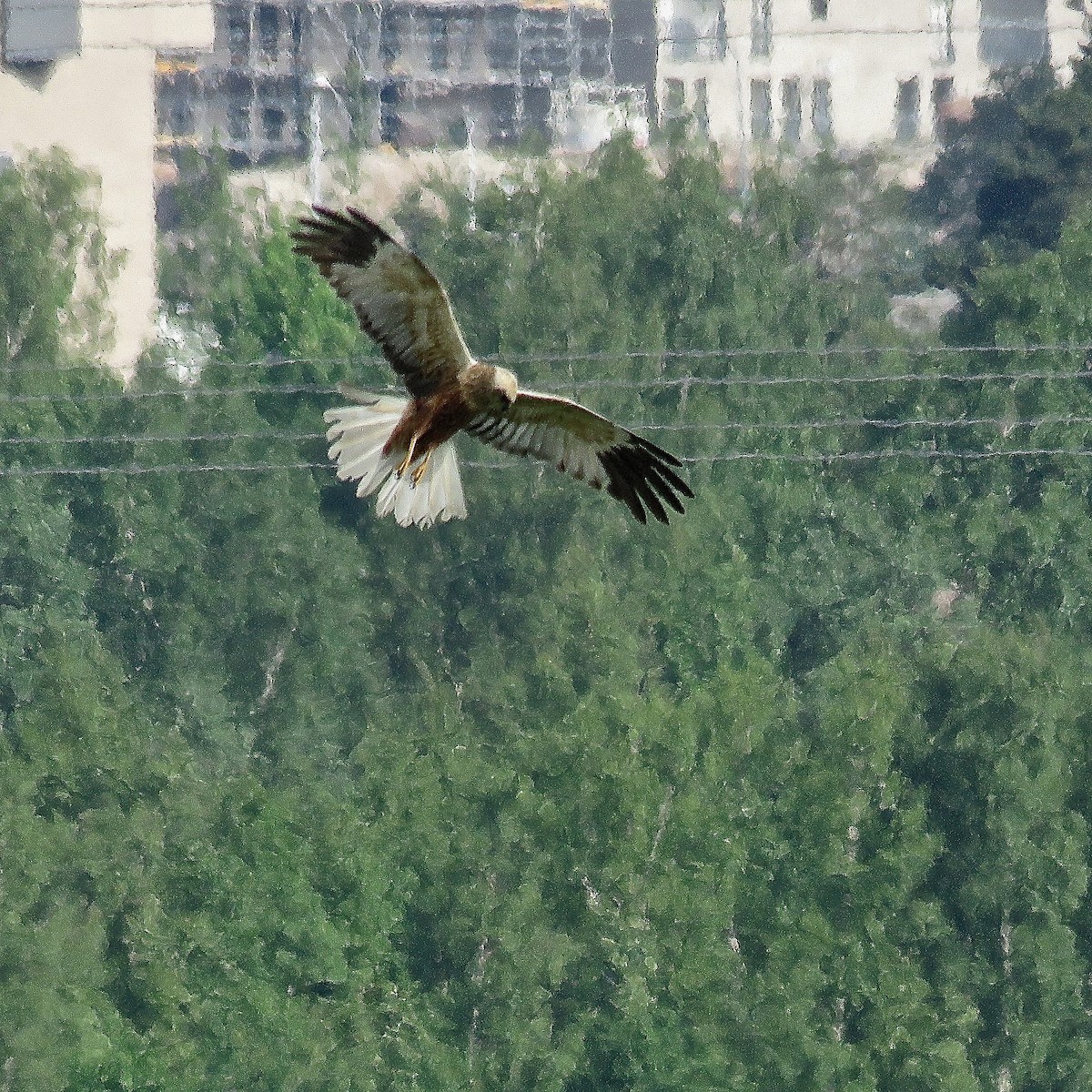 Western Marsh Harrier - ML492711661