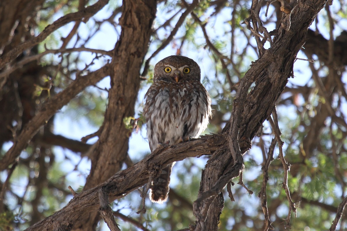 Pearl-spotted Owlet - ML49271191