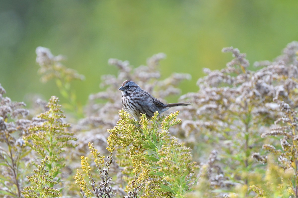 Song Sparrow - terence zahner