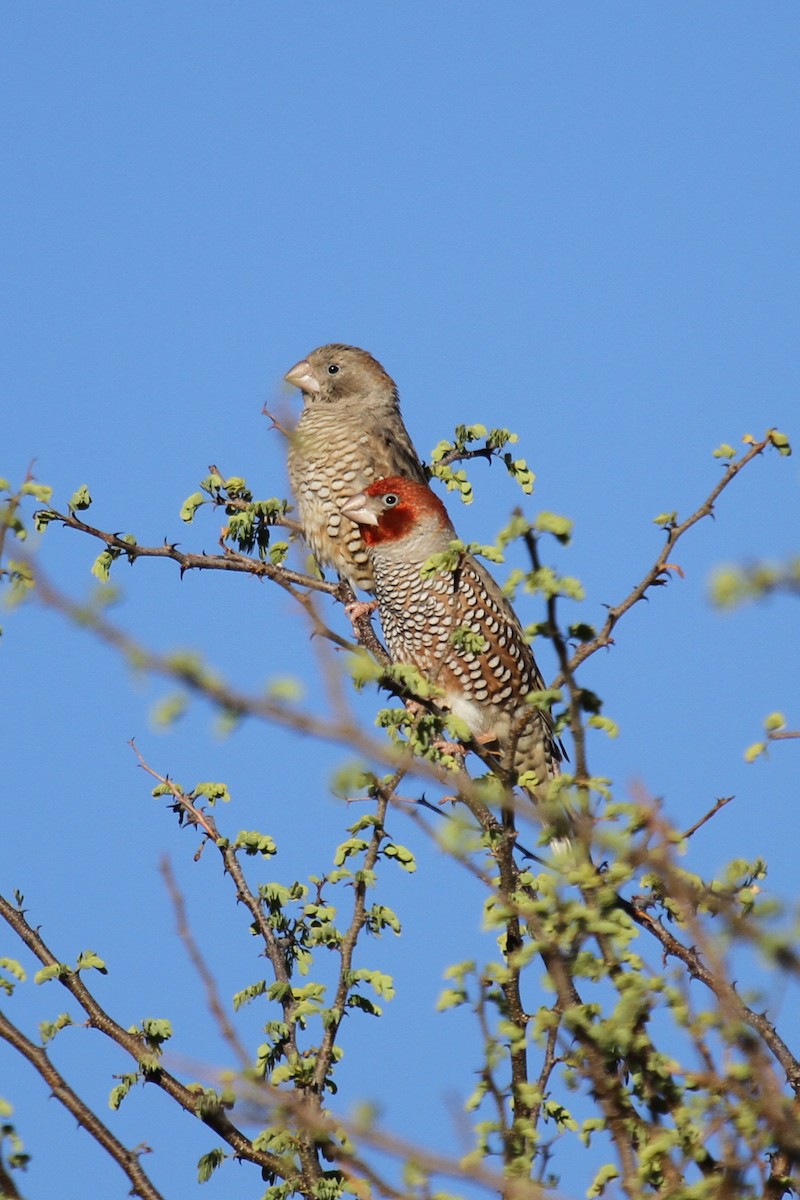 Red-headed Finch - ML49271201