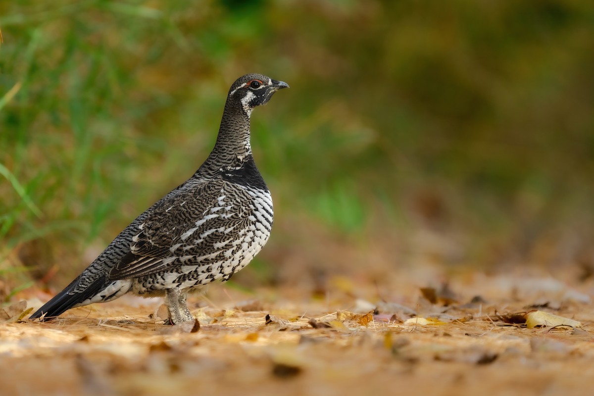 Spruce Grouse - Isaac Polanski