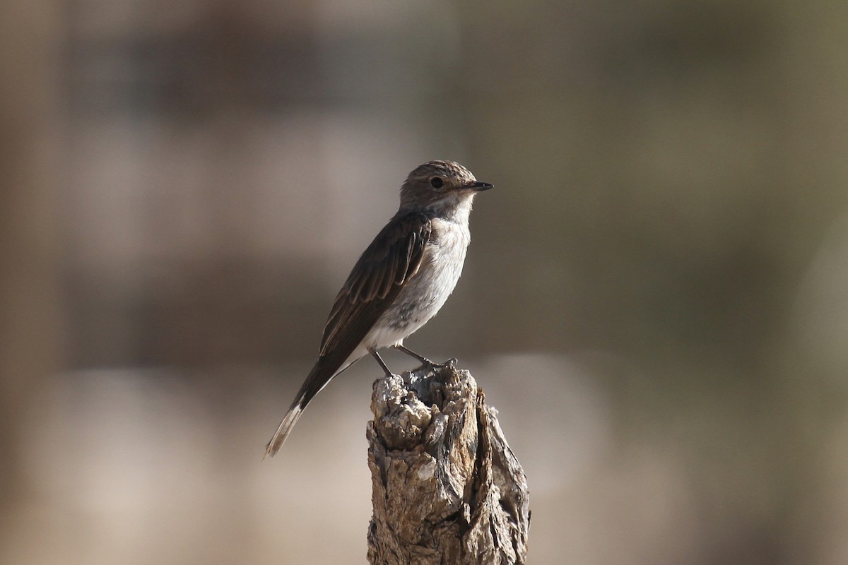 Spotted Flycatcher - ML49271291