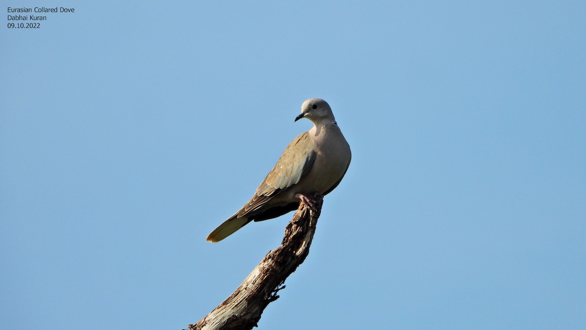 Eurasian Collared-Dove - Vijay Savadi