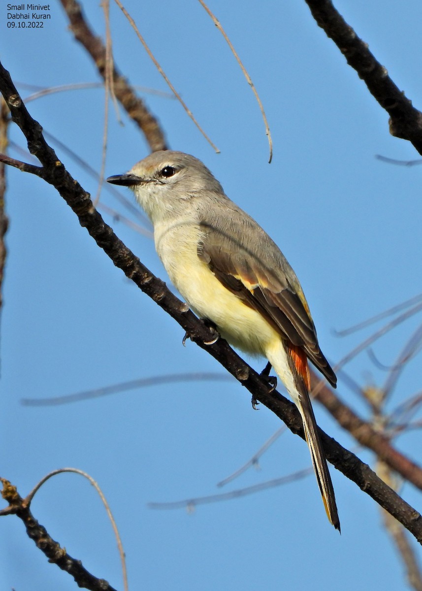 Küçük Minivet - ML492714581