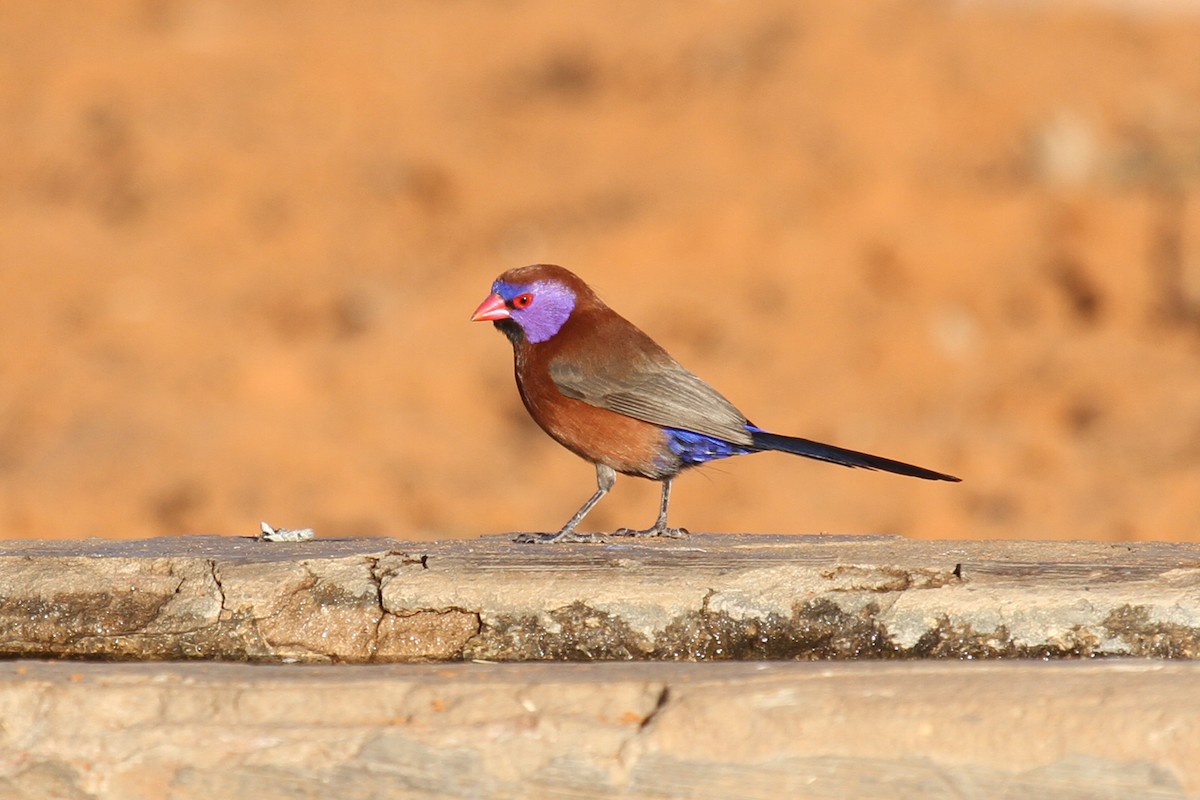 Violet-eared Waxbill - Margot Oorebeek