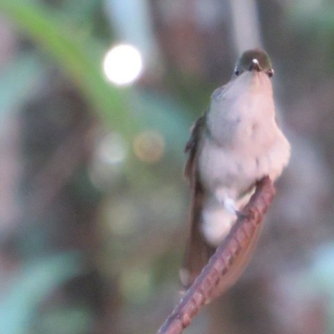 kolibřík bělořitý - ML492715111
