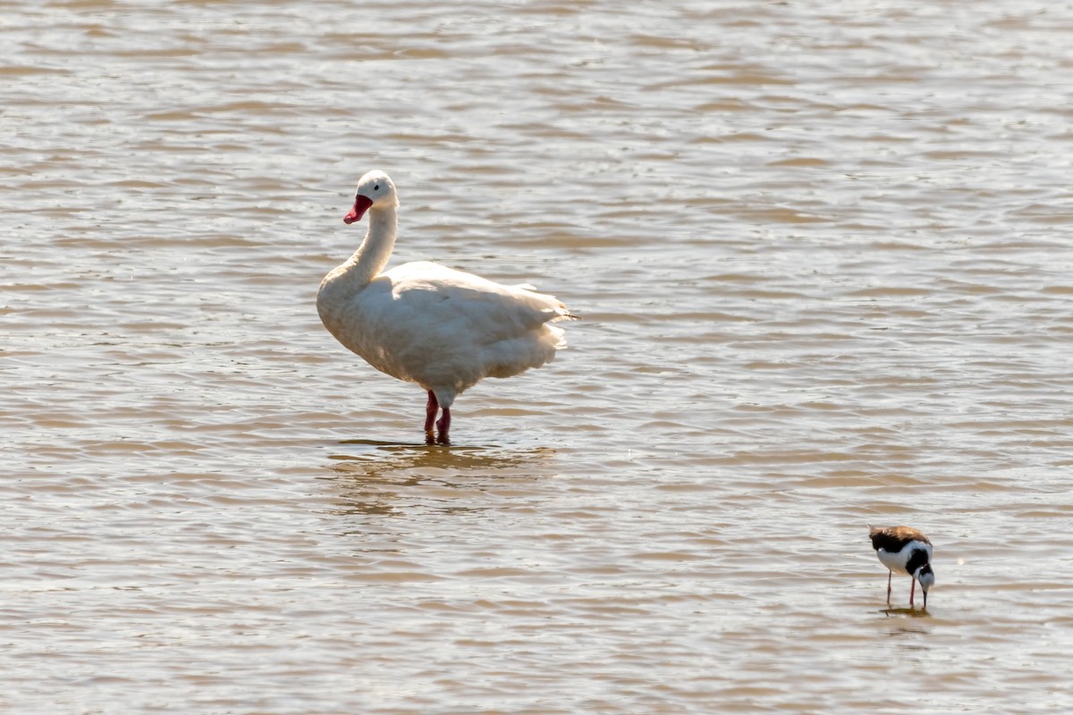 Coscoroba Swan - ML492716421