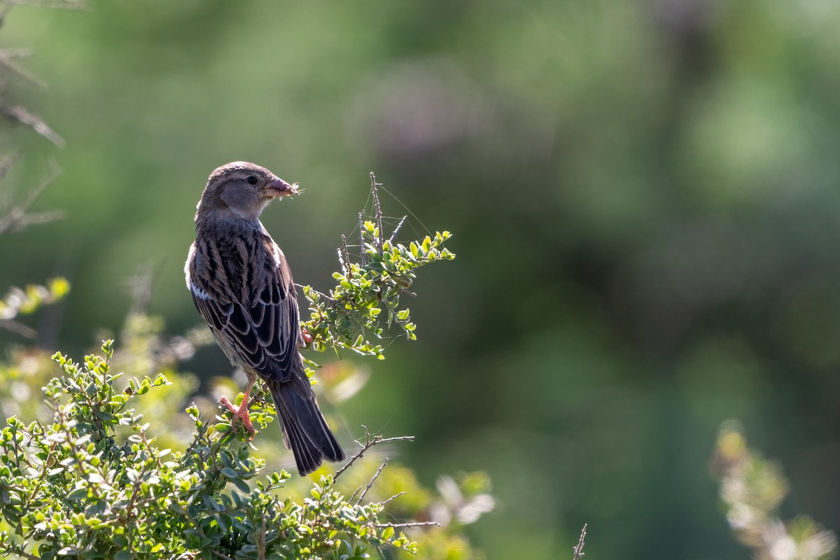 House Sparrow - ML492716881