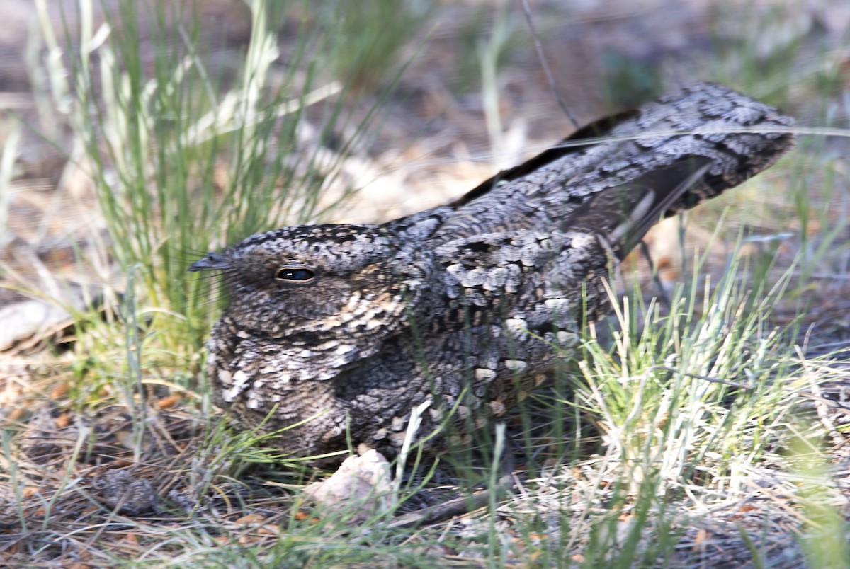 Band-winged Nightjar - ML492718691