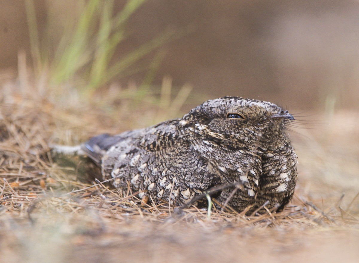 Band-winged Nightjar - ML492718701