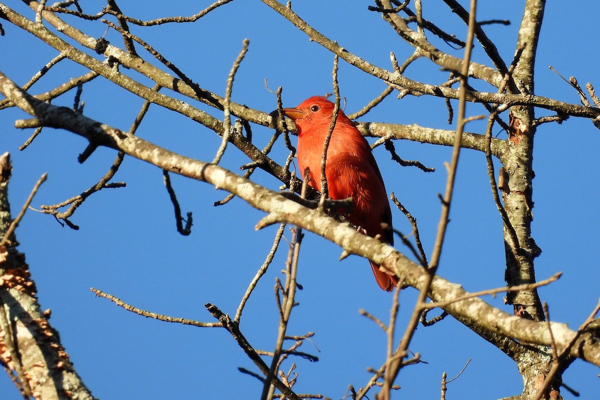 Summer Tanager - S. K.  Jones