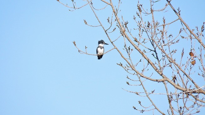 Belted Kingfisher - Przemyslaw Garbacz