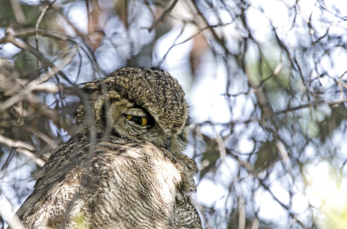 Lesser Horned Owl - ML492720011