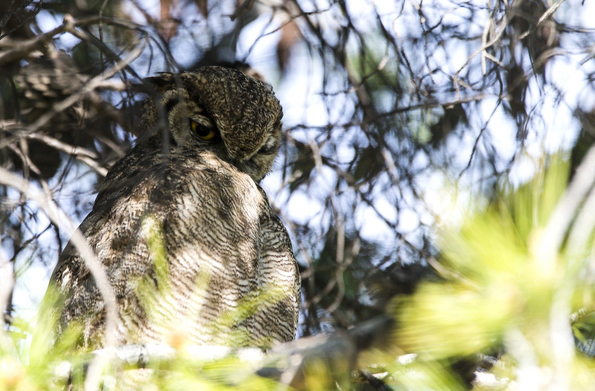 Lesser Horned Owl - ML492720021