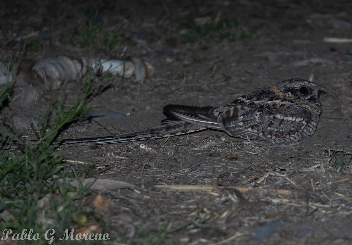 Scissor-tailed Nightjar - ML492720081