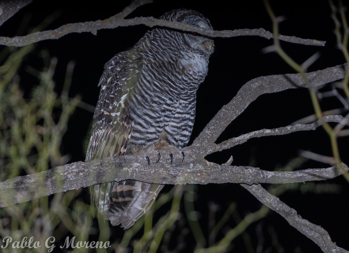 Chaco Owl - Pablo Moreno