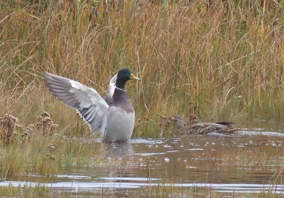 Canard colvert - ML492720441