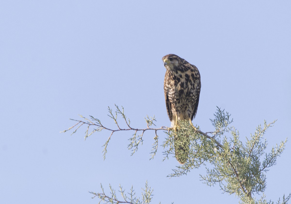 Harris's Hawk - ML492720821