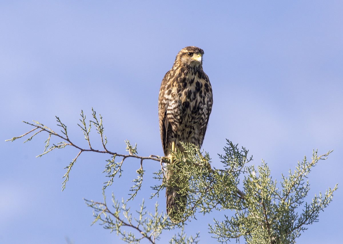 Harris's Hawk - ML492720831