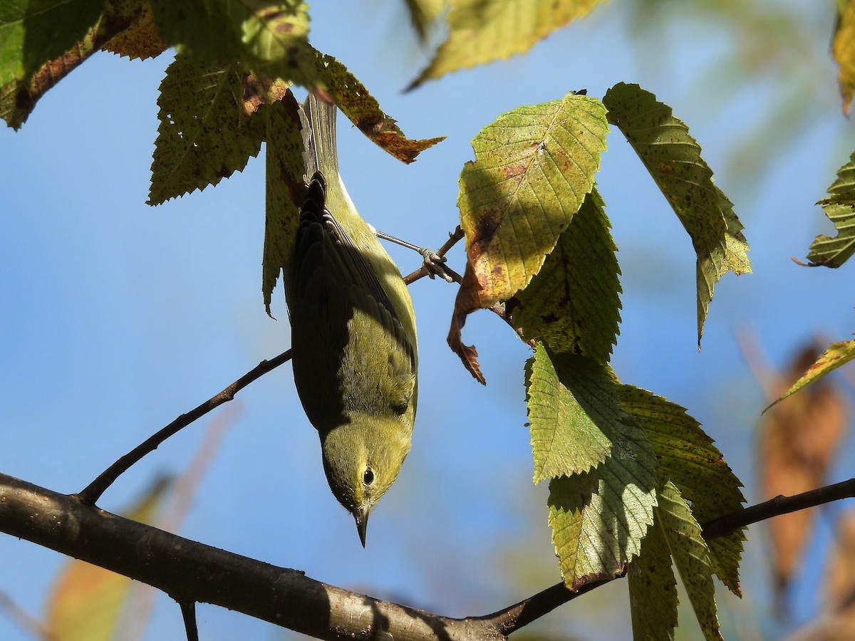 Tennessee Warbler - ML492720981