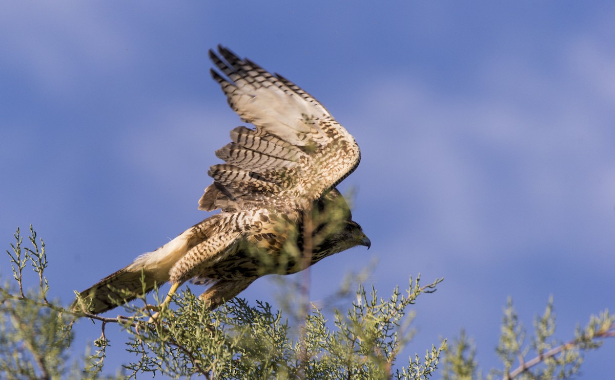 Harris's Hawk - ML492721631