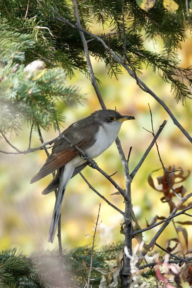 Yellow-billed Cuckoo - ML492723341