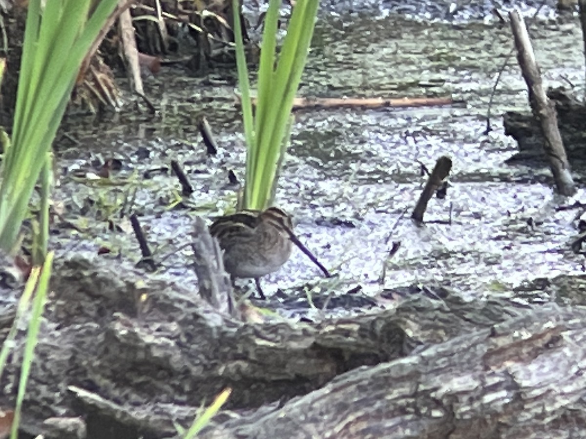 Wilson's Snipe - ML492724701