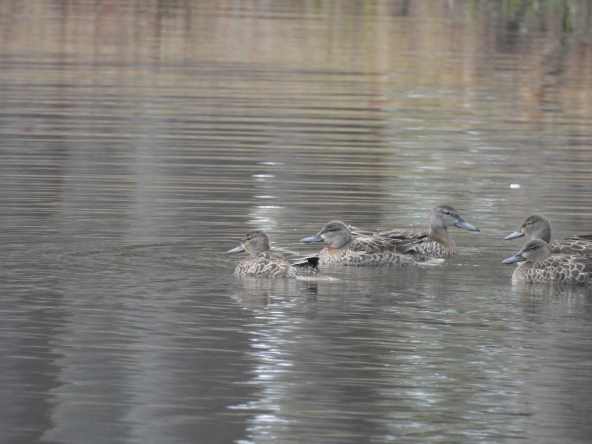 Blue-winged Teal - Jeff Wallace