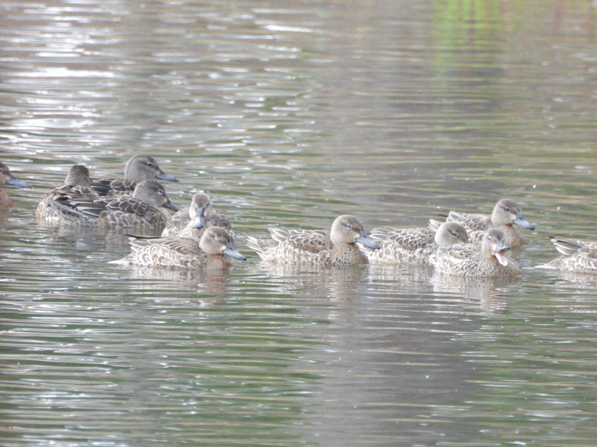 Blue-winged Teal - Jeff Wallace