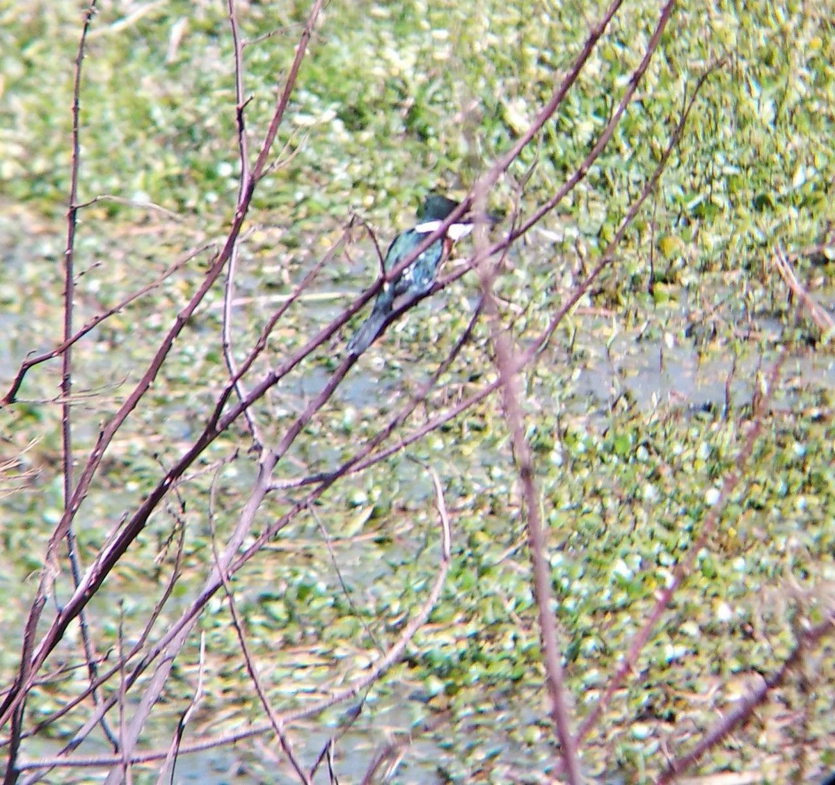 Green Kingfisher - ML492727121