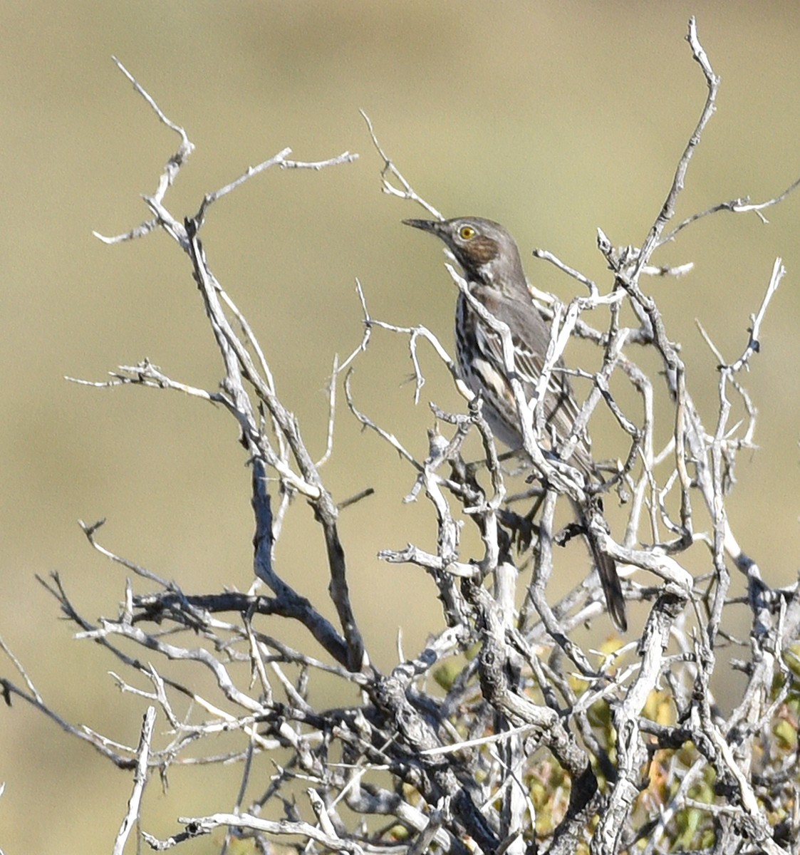 Sage Thrasher - ML492727271