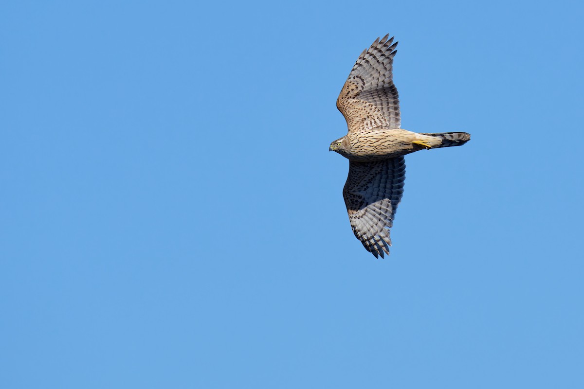 Eurasian Goshawk - Vincent Wang